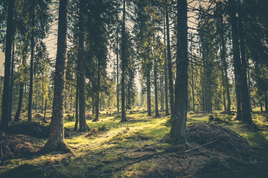 Green Grass on Forest